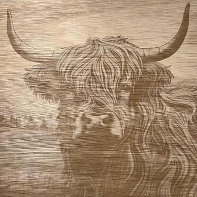 Bruine Highland koe