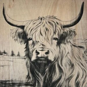 Highland koe