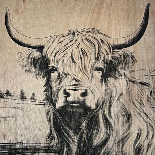 Highland koe